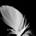 Nov 22 - Old feather