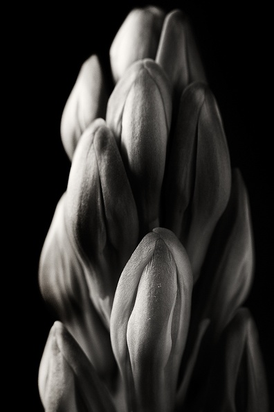 Dec 29 - Hyacinth.jpg