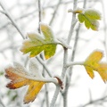 Dec 30 - Leaves