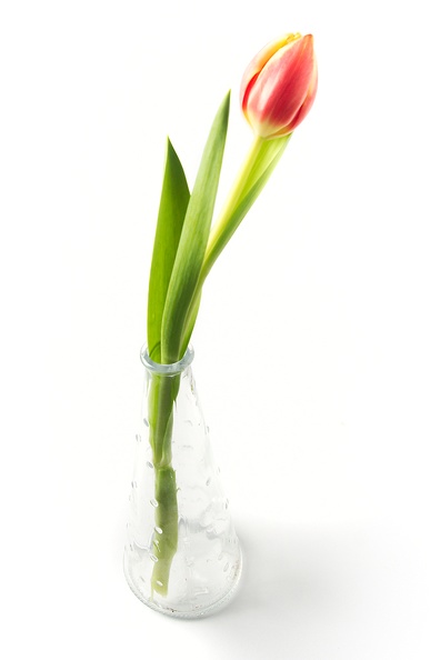 Jan 14 - Tulip