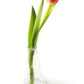 Jan 14 - Tulip.jpg
