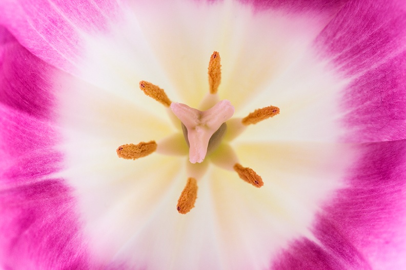 Jan 26 - Tulip.jpg