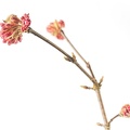 Feb 01 - Branch with flowers.jpg