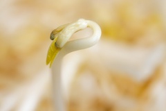 Feb 05 - Bean sprout