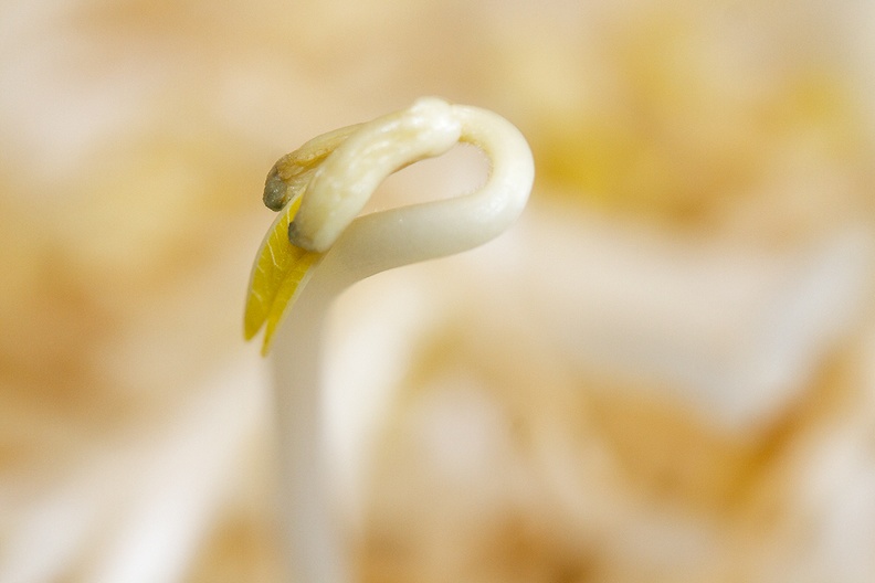Feb 05 - Bean sprout