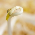 Feb 05 - Bean sprout.jpg