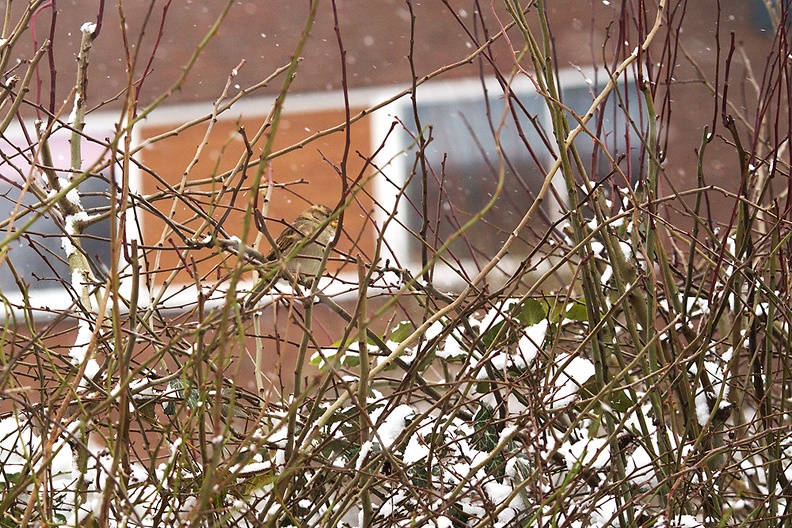 Feb 11 - Sparrow in the snow
