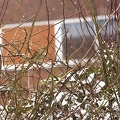 Feb 11 - Sparrow in the snow