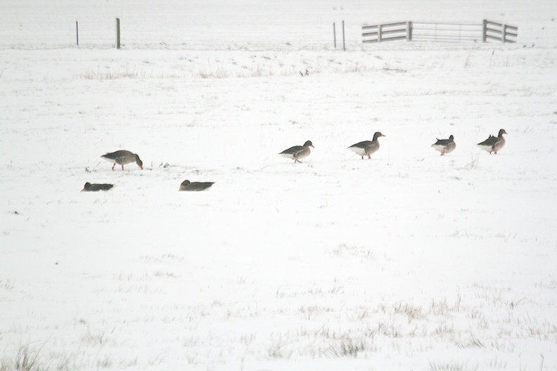 Feb 12 - Geese.jpg
