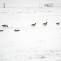 Feb 12 - Geese