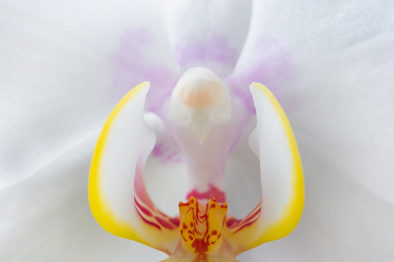 Feb 13 - Orchid