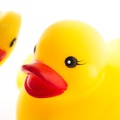 Feb 20 - Reflecting ducky
