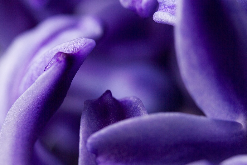 Mar 09 - Purple.jpg