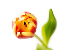 Mar 16 - Tulip