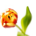 Mar 16 - Tulip