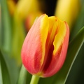 Mar 25 - Tulip.jpg