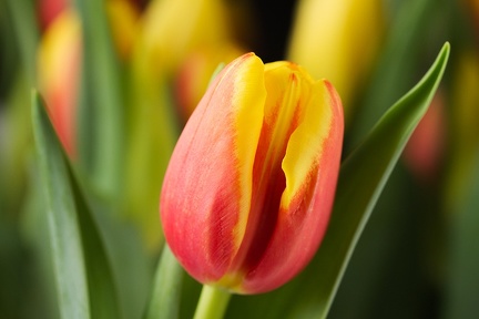 Mar 25 - Tulip