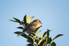 Mar 27 - Sparrow