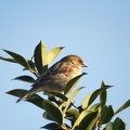 Mar 27 - Sparrow.jpg