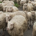 Apr 21 - Running sheep