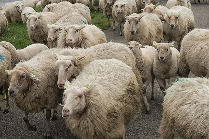 Apr 21 - Running sheep