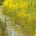 Apr 29 - Yellow and green.jpg