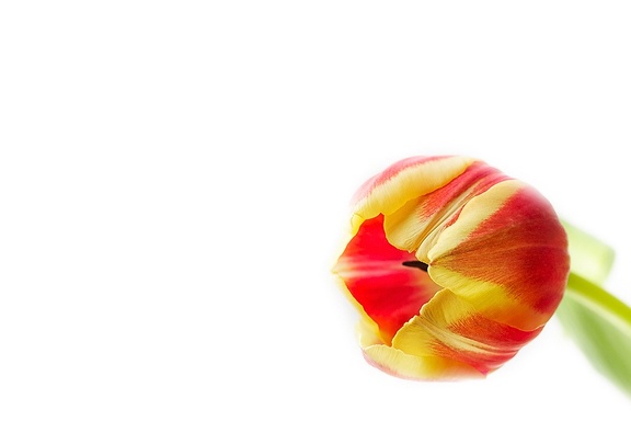May 03 - Tulip