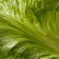 May 05 - Green vegetable