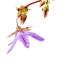 May 16 - Purple weed