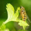 May 25 - Striped creature.jpg