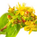 Jun 08 - Yellow flower