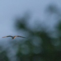 Jun 11 - Evening bird