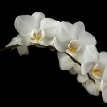 Jun 24 - Orchids