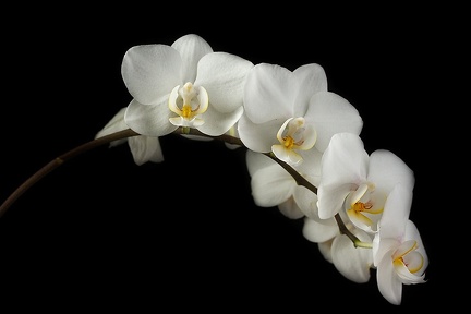 Jun 24 - Orchids