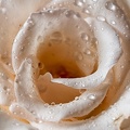 Jul 02 - Another rose.jpg