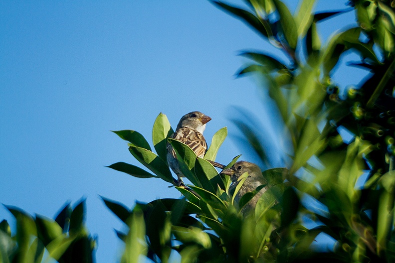 Jul 17 - Sparrows