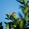 Jul 17 - Sparrows.jpg