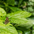 Aug 05 - Butterfly.jpg