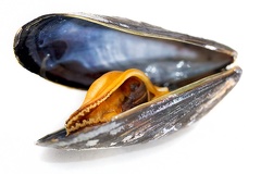 Sep 06 - Cooked mussel