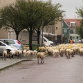 Sep 08 - Sheep in the city