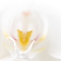 Sep 15 - White orchid
