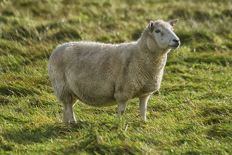 Oct 04 - Sheep.jpg