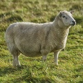 Oct 04 - Sheep