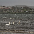 Oct 05 - Swans and the city.jpg
