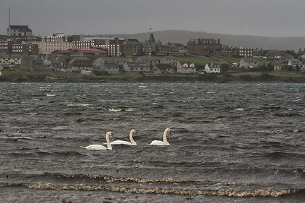 Oct 05 - Swans and the city