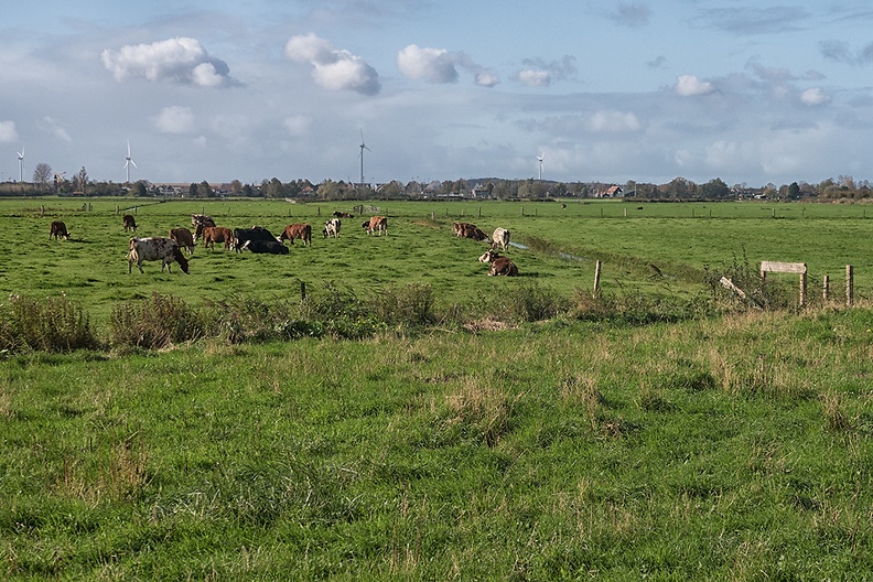 Oct 27 - Meadow with cows.jpg
