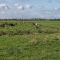 Oct 27 - Meadow with cows
