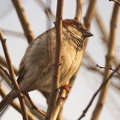 Feb 03 - Sparrow.jpg