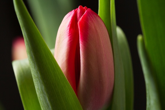 Mar 02 - Tulip