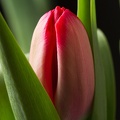 Mar 02 - Tulip.jpg